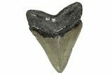 Serrated, Fossil Megalodon Tooth - North Carolina #349377-1